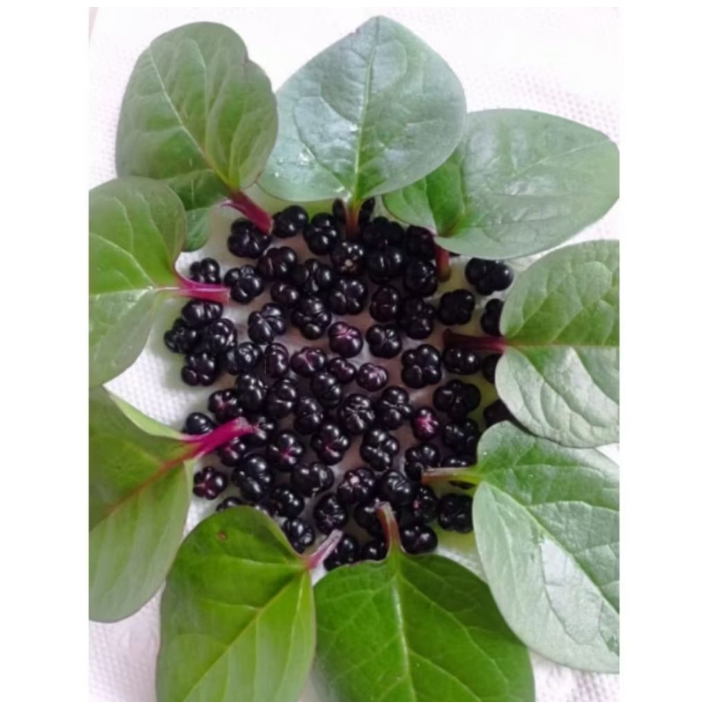 BENIH / bibit /  buah angkung  binahong merah