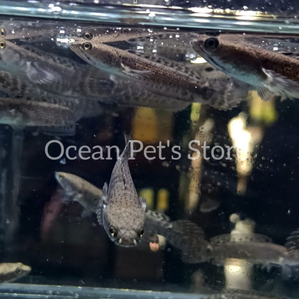 ikan hias channa blue pulchra