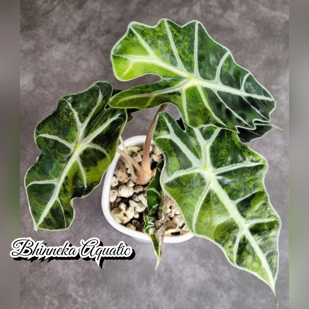 Tanaman Hias Alocasia Amazonica Dwarf Variegated Variegata Varigata Pink Allocasia Alokasia Amazon D
