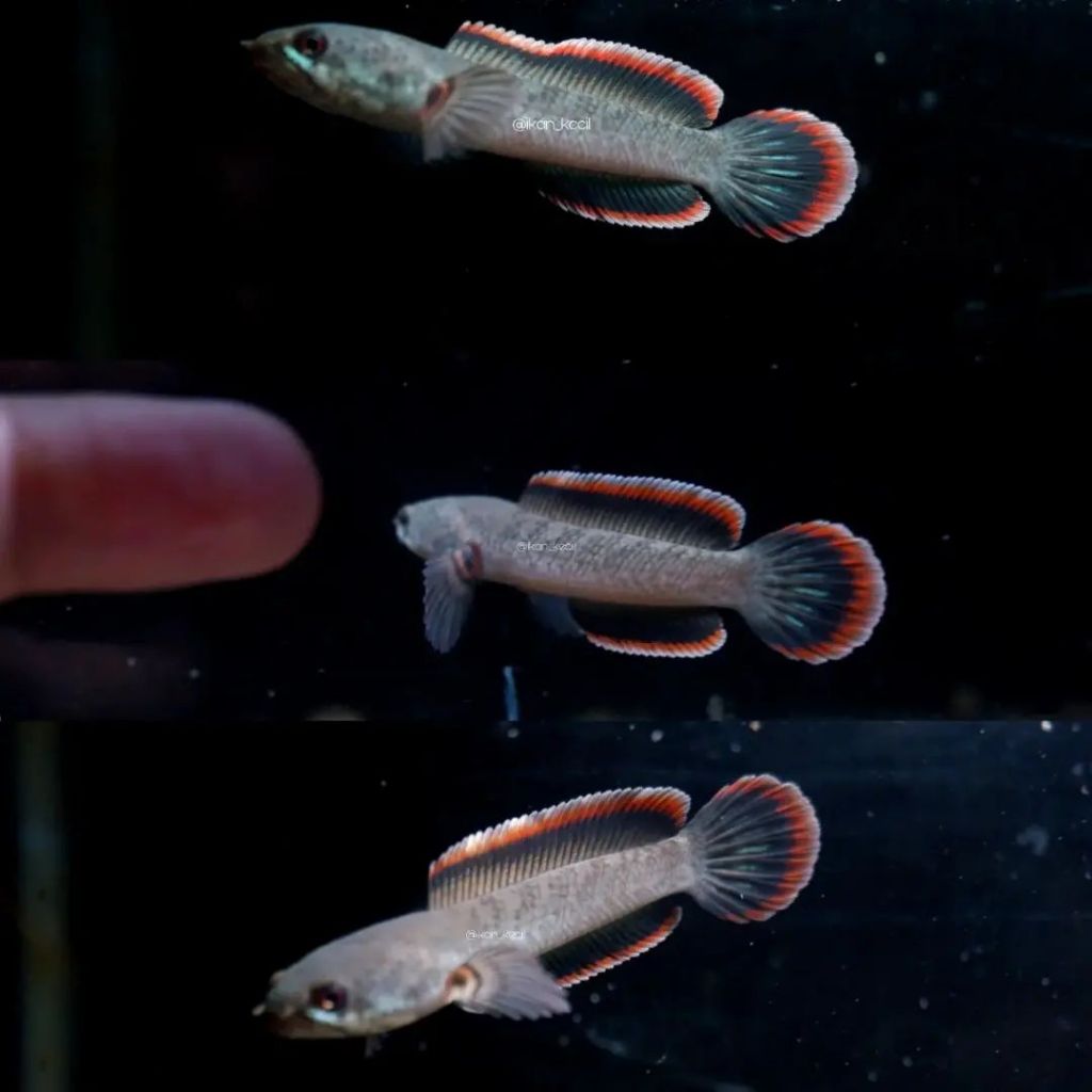 Limbata CB Premium Jantan Gondrong Rim Tebal 5-7cm+