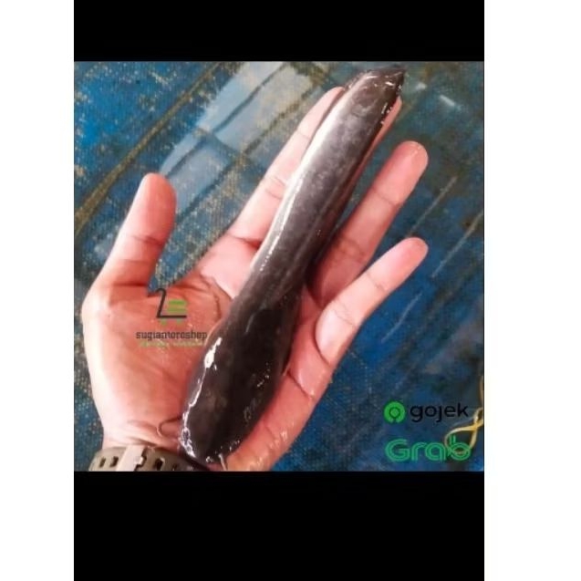 Bibit Lele Sangkuriang Ukuran 15/16 cm, Hidup Segar, Siap Budidaya