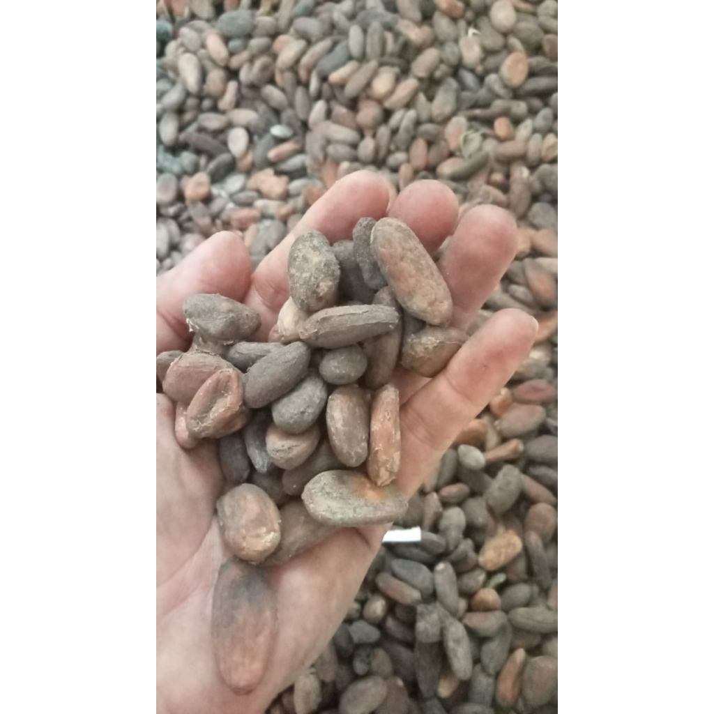 Cocoa Beans Non Fermentasi (Biji Coklat)