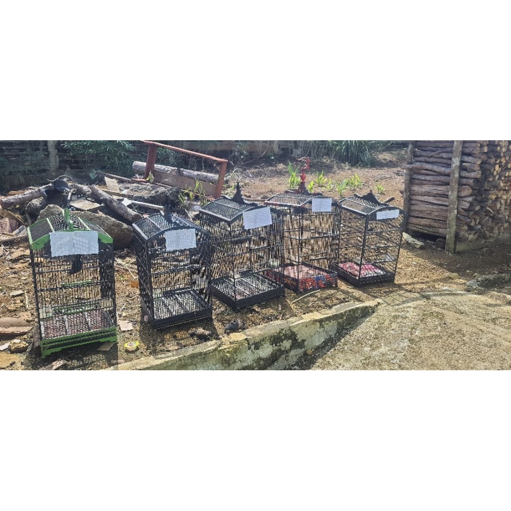 Trotolan Murai batu ring Rimbo Bird Farm (RBF) + APBN 100% jntan leher sdah hitam Bergaransi