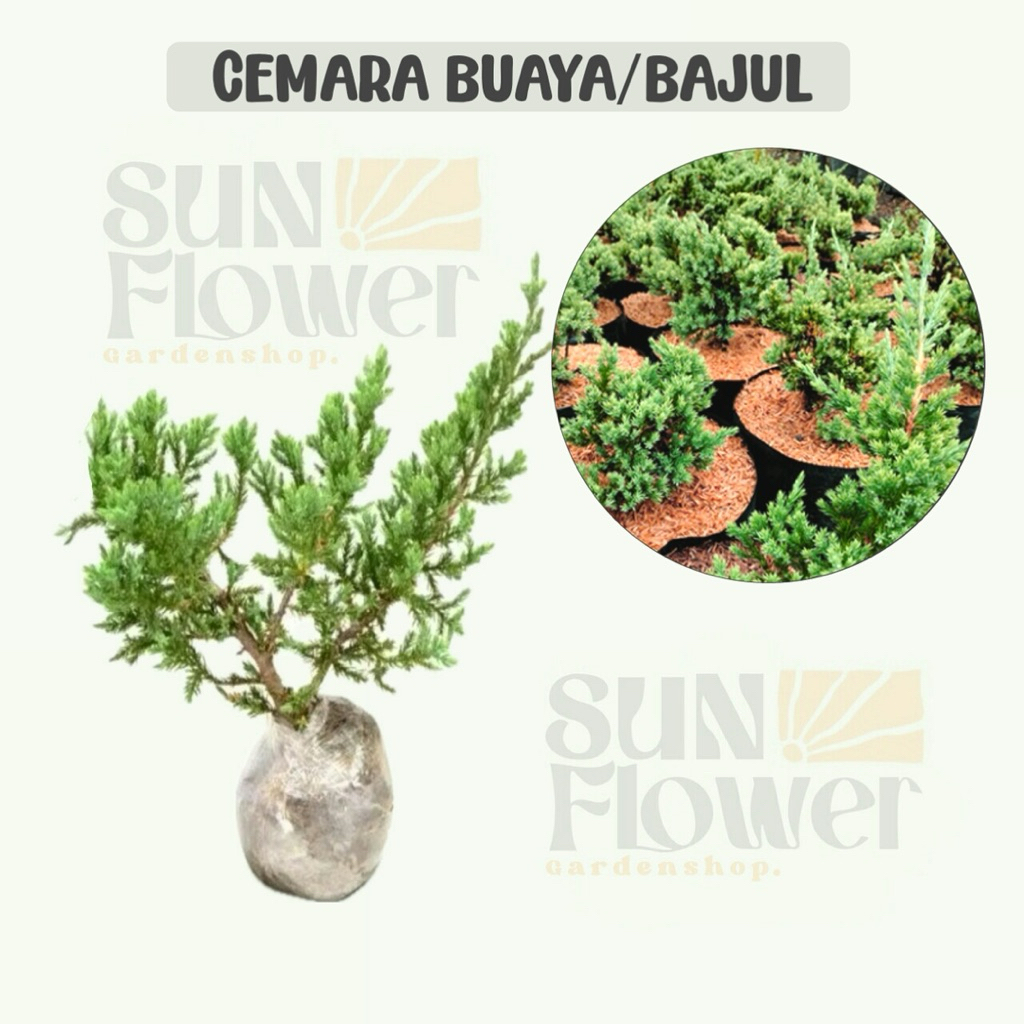 cemara buaya /cemara bajul hidup