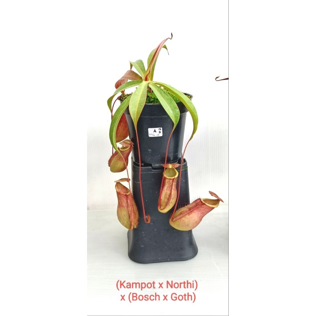 Promo tanaman kantong semar nepenthes (Kampotiana Northiana) x (Boschiana Gothica)