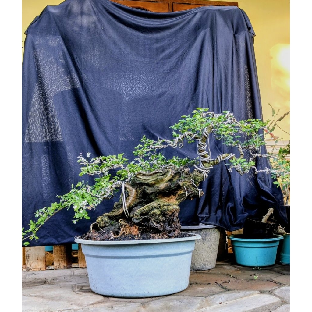 Asem kranji/ Asam Londo/ Asem belanda