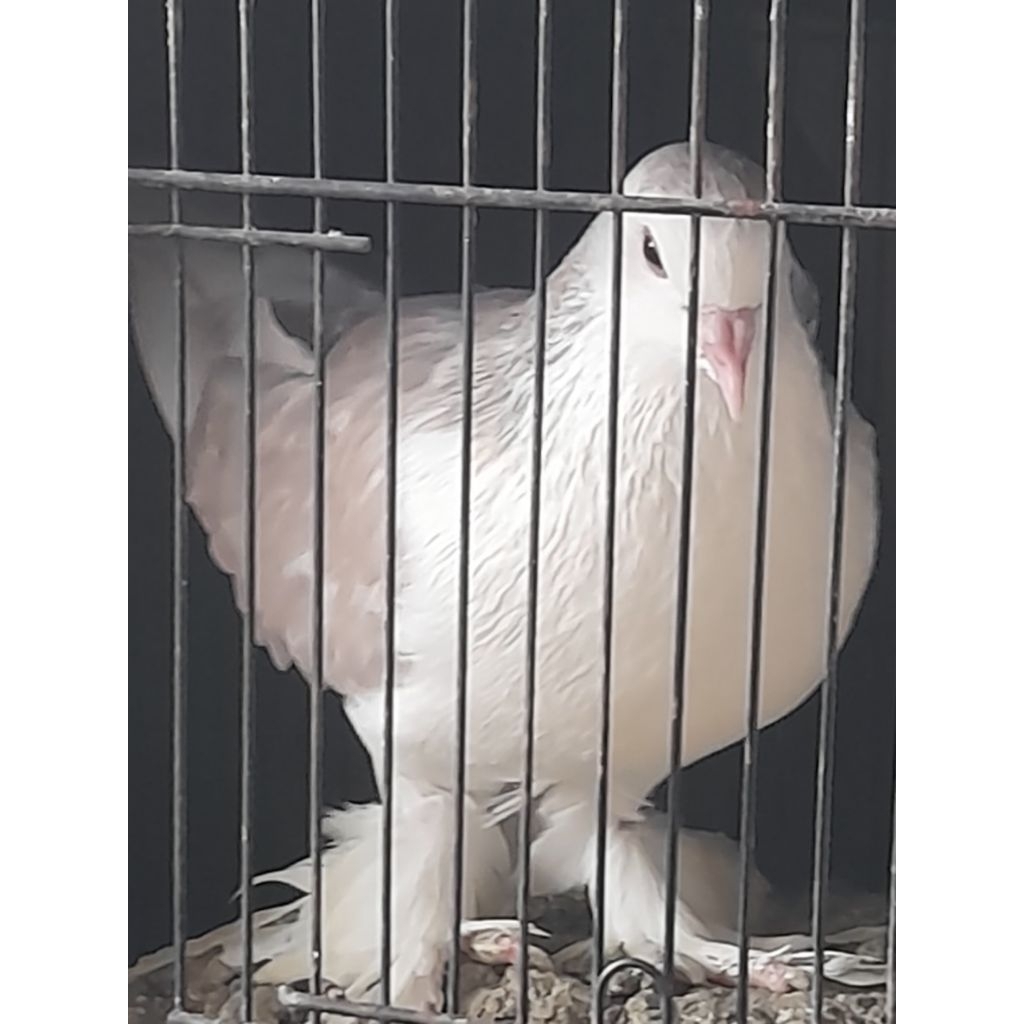 BURUNG MERPATI HIAS LAHORE ALMOND BODI BIG  PREDIKSI JANTAN SATUAN "burung sesuai foto video"