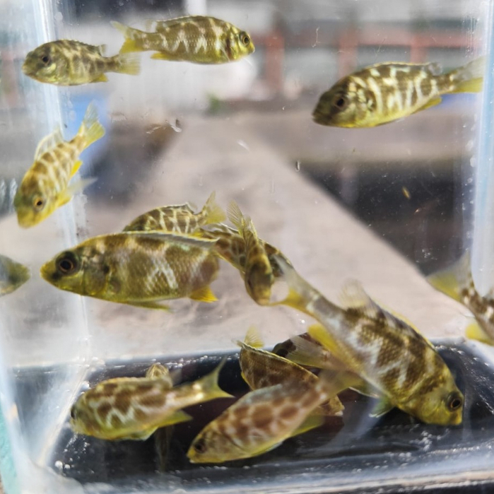 Ikan Hias Cichlid Venustus - SIKLIT SIKLID CHICHLID VENUSTUS size 3 CM +/-