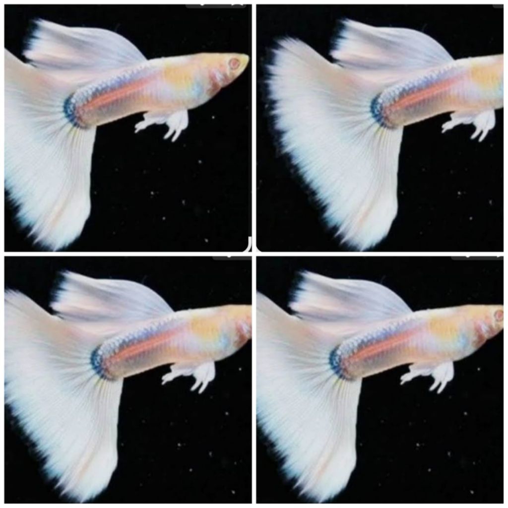 Guppy albino white TUXHEDO indukan siap BREEDING