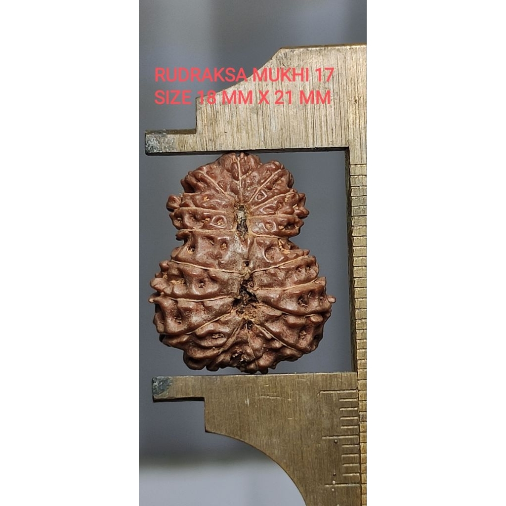 LIONTIN RUDRAKSHA MUKHI 17 SIZE 18 MM X 21 MM
