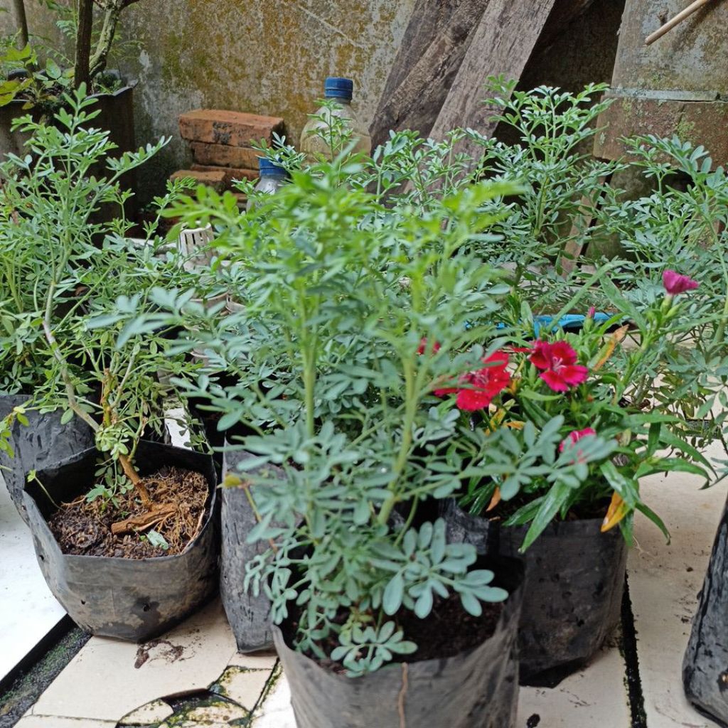 Tanaman Daun Cau Cau / Daun Inggu