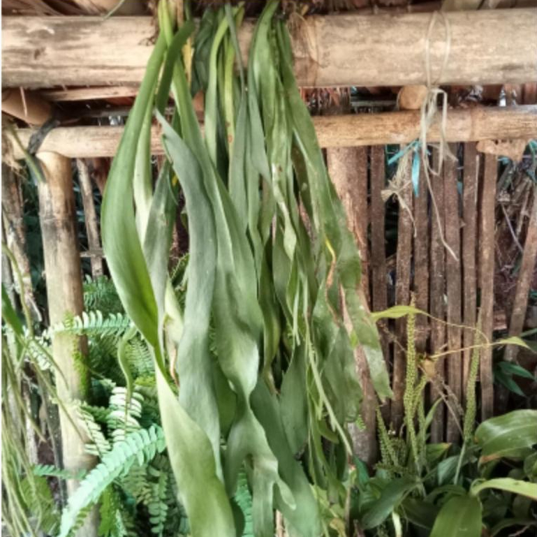 Tanaman hias kumpai dasi sama medianya