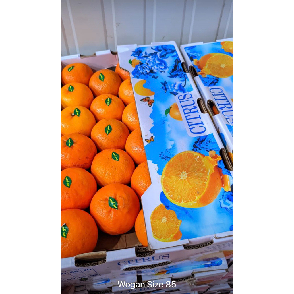 JERUK WOKAM CITRUS DUS 9KG