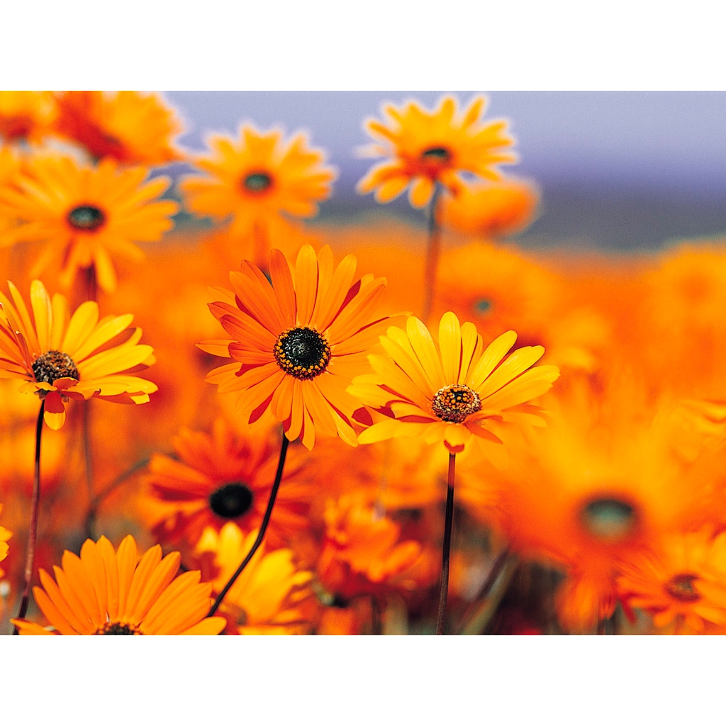 Konverter Converter LPG Peganti Bahan Bakar Bensin Ke Bahan Bakar Gas LPG