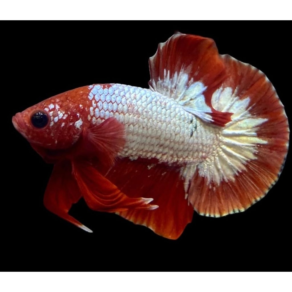 FCCP Red Head Vietnam Line