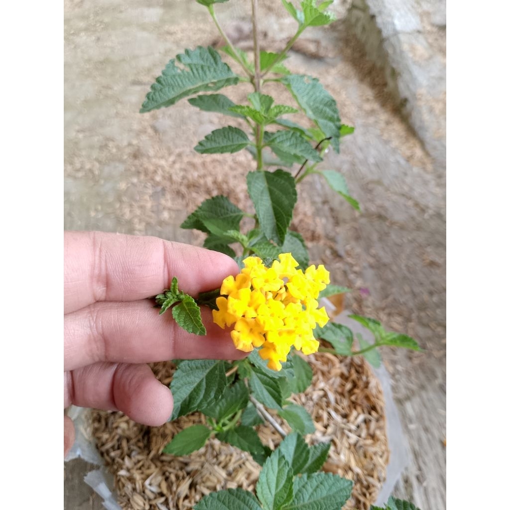 lantana kuning