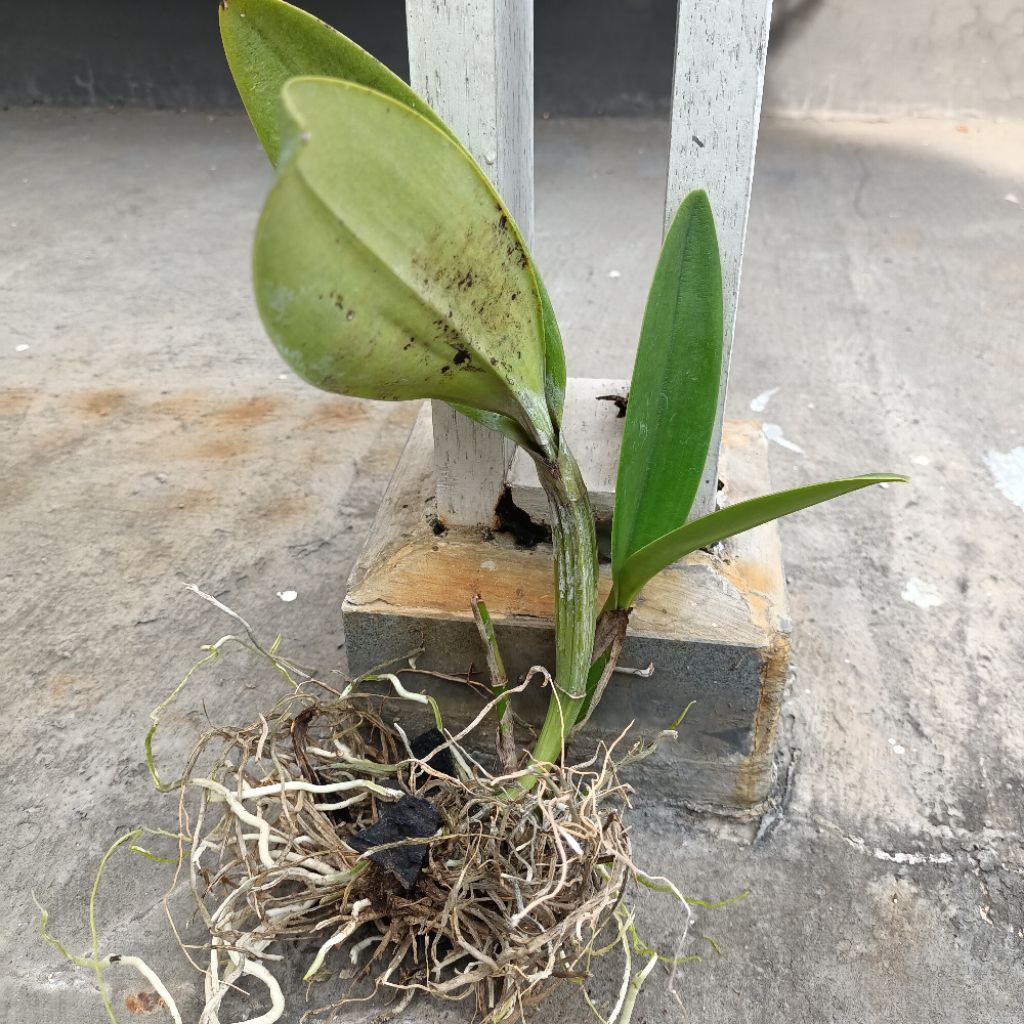 Tanaman Anggrek cattleya mantini dewasa bunga ungu besar wangi kode C