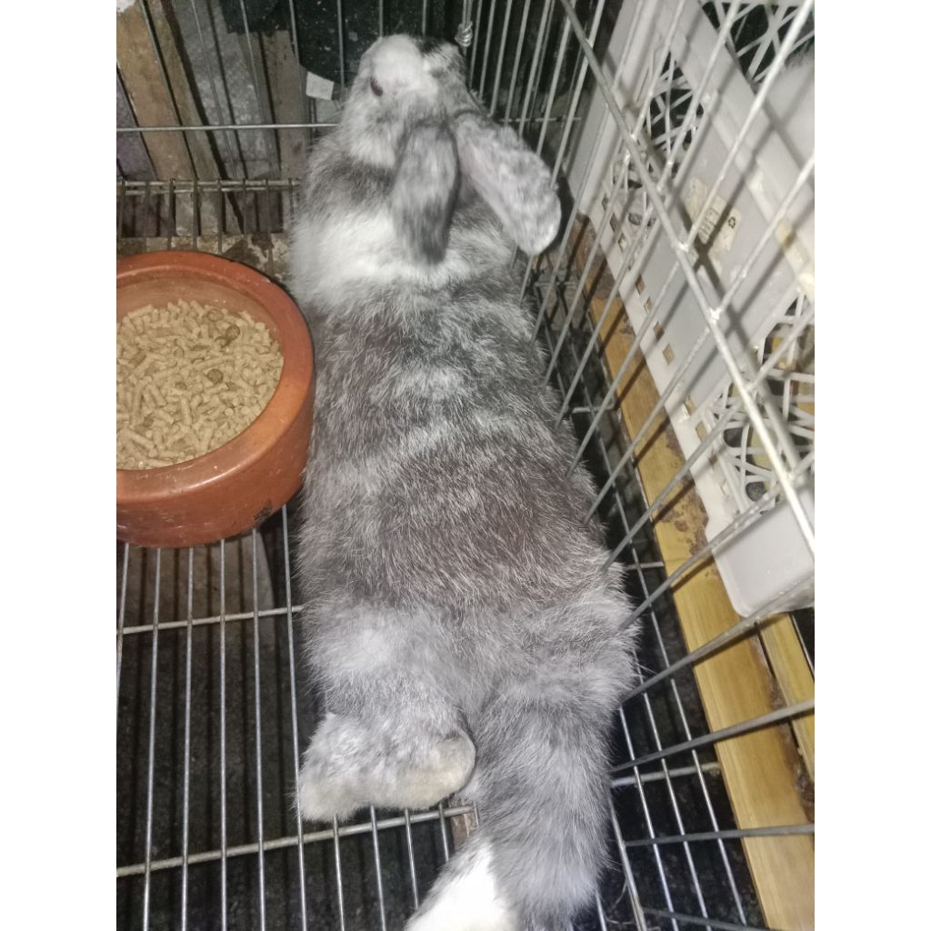 Kelinci Remaja Blesteran Jenis Flemish Giant usia 5bulan