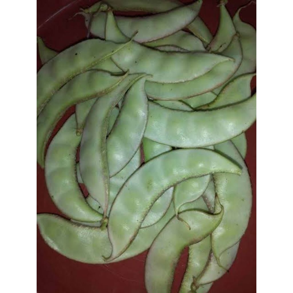 25 biji benih koro uceng koro kratok putih buat sayur siap tanam