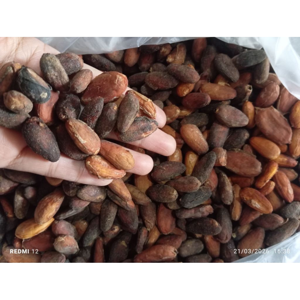 BIJI COKLAT KERING