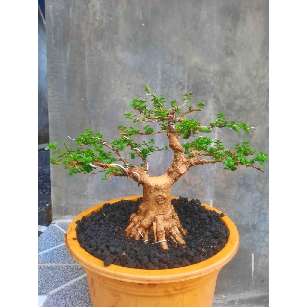 bonsai sancang mame