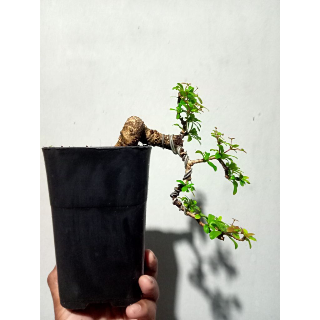 bonsai black olive (bucida) cakade cantik realpict