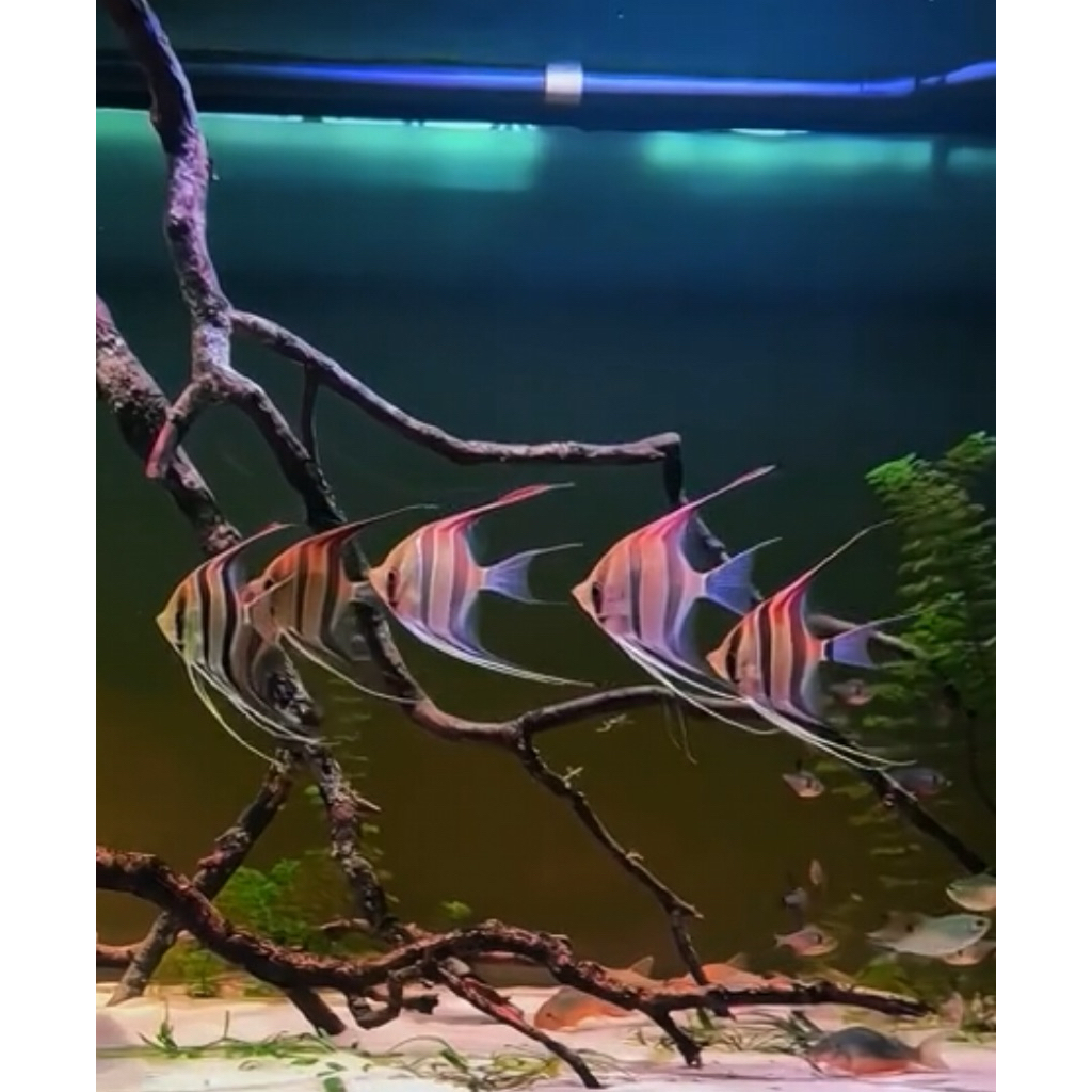 MANFISH ALTUM DAN PLATINUM SLAYER UKURAN SEDANG HISAN AQUARIUM
