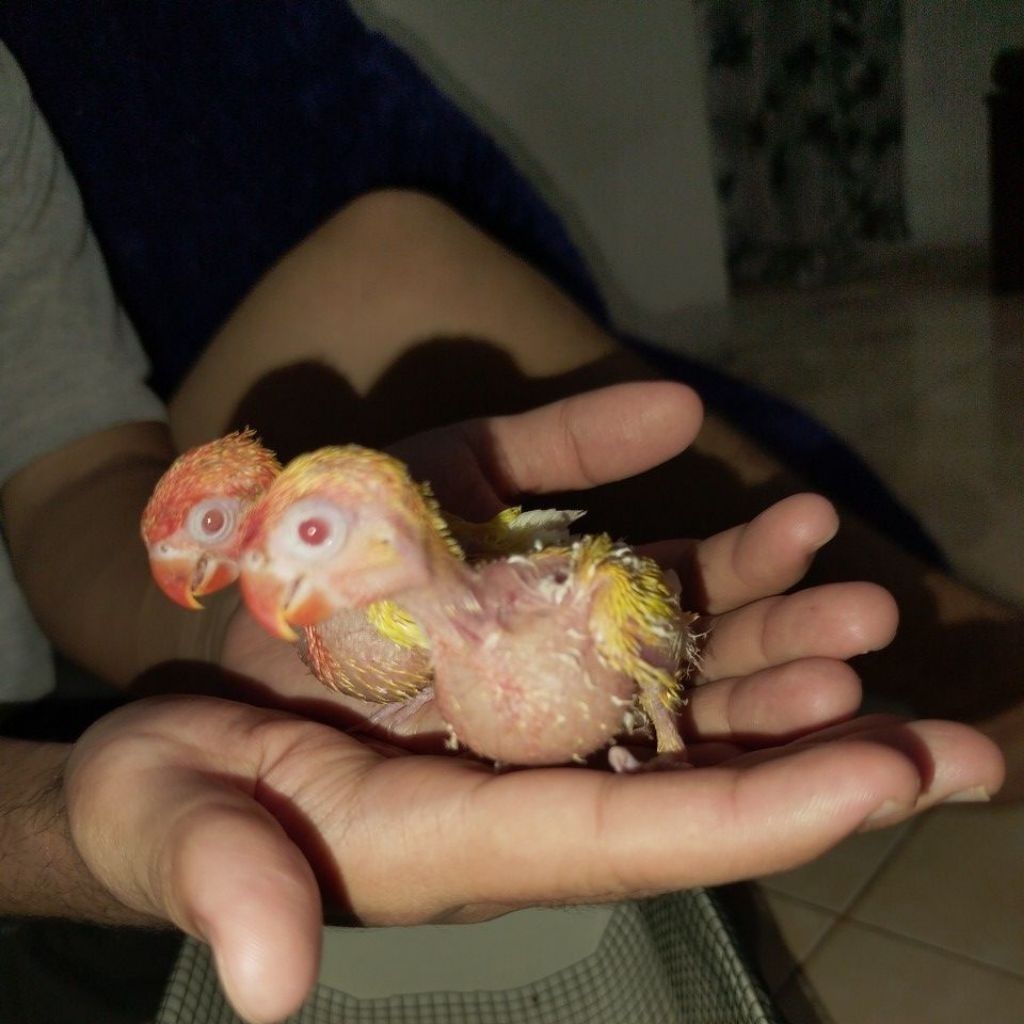 Lovebird lutino mata merah 2 ekor