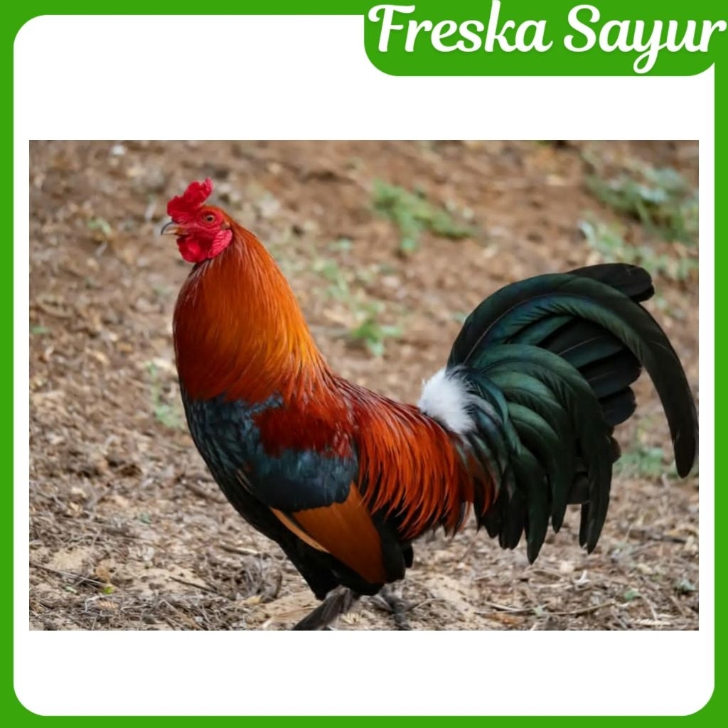 Ayam Kampung Jantan Segar 1 Ekor I FRESH | Potong Hidup I Daging Padat Kualitas Premium