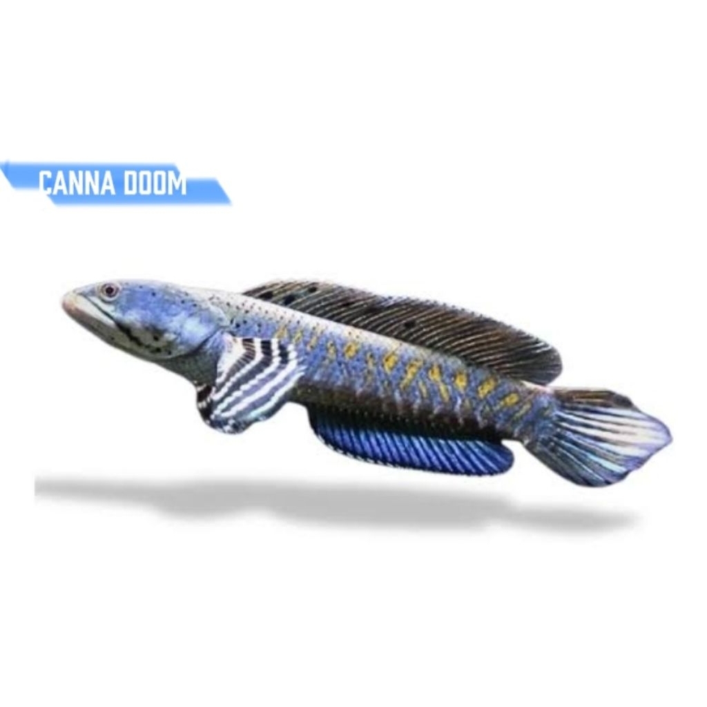 Channa Blue Pulchra 8-9 cm - Hiasan Aquarium Warna Biru, Agresif