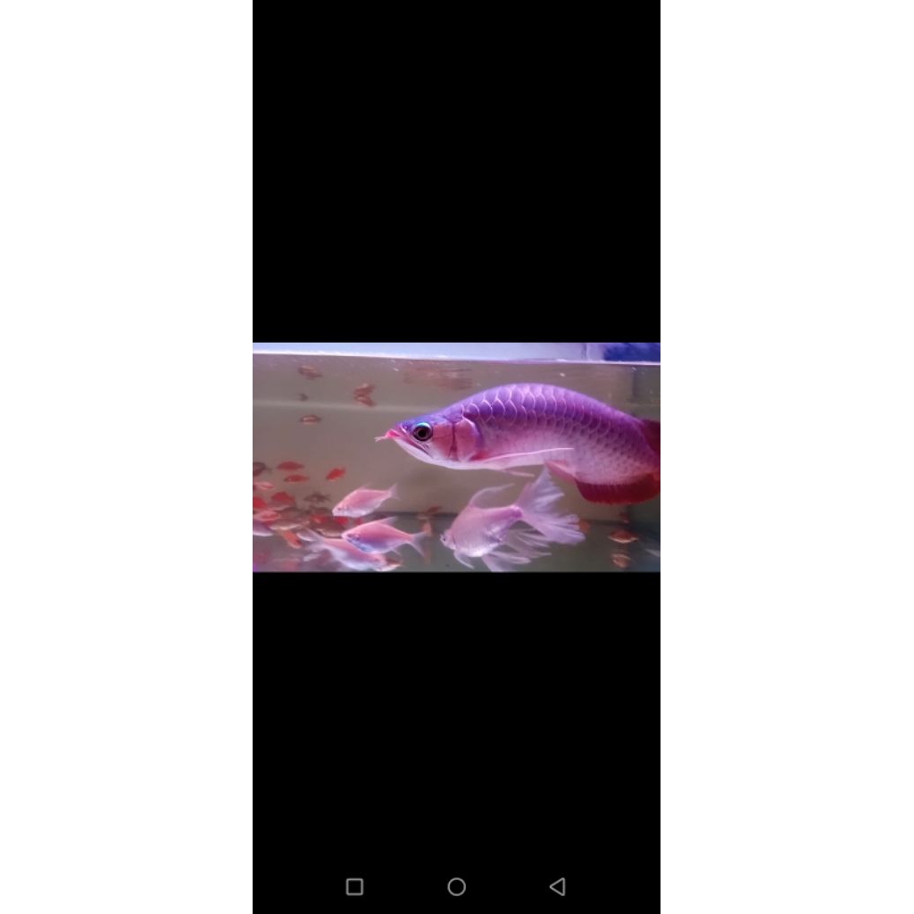 Arwana Super Red unik -+35cm doyan pelet