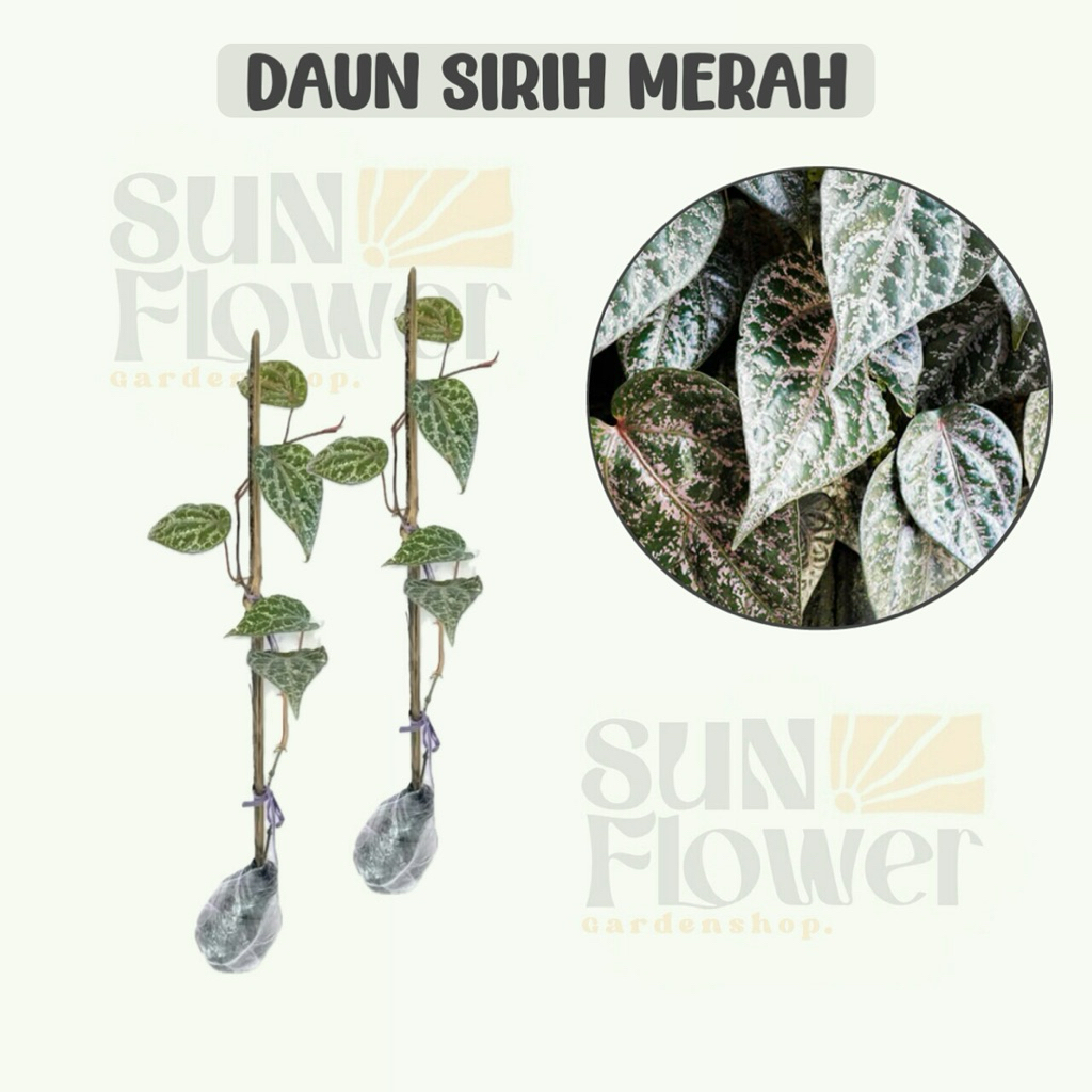 daun sirih merah tanaman hidup
