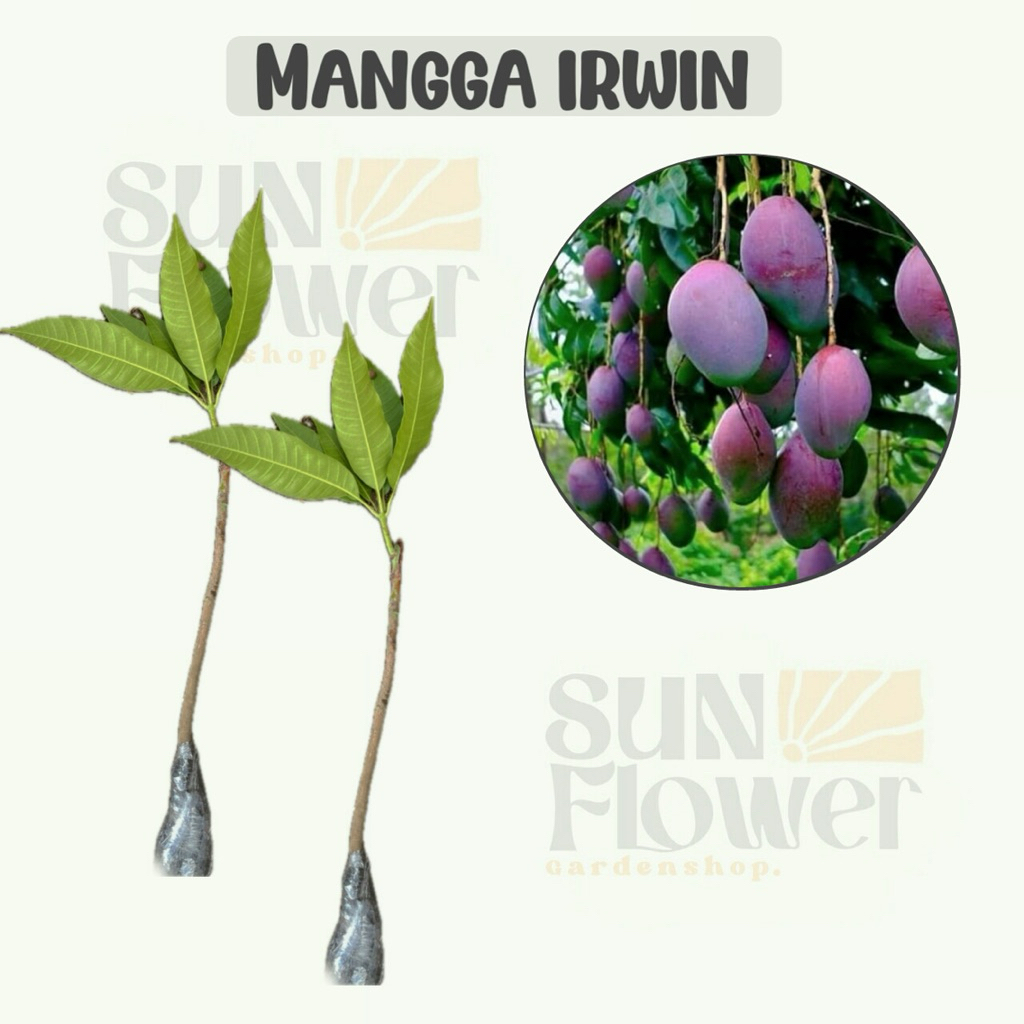 bibit buah mangga irwin