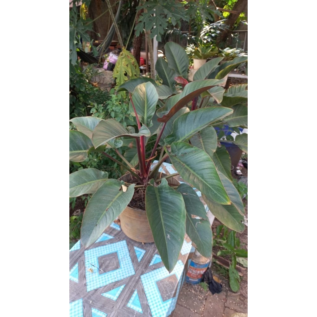 Tanaman Hias Philodendron Red Congo Besar