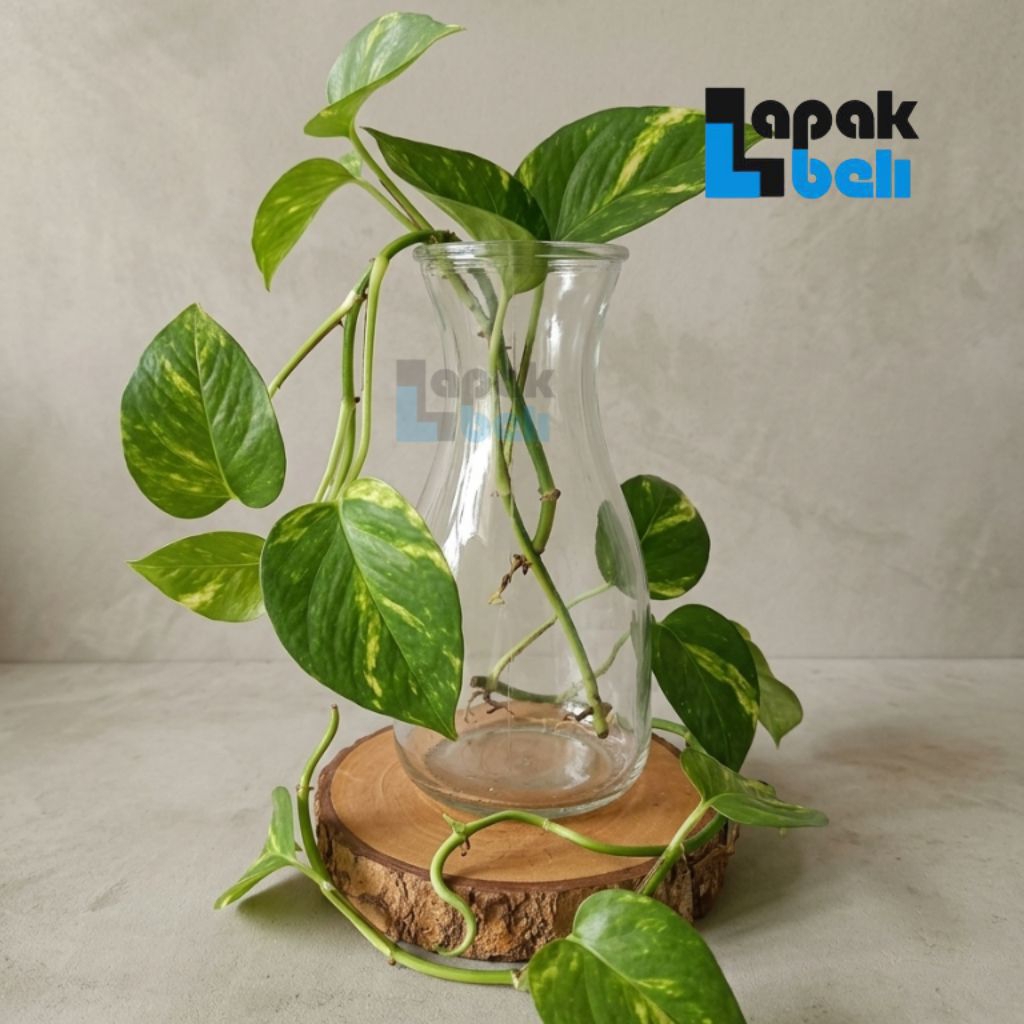 Vas Bunga Kaca / Vas Bunga Karaf / Vas Bunga Bening / Pot Tanaman Artifisial Hidroponik Estetik