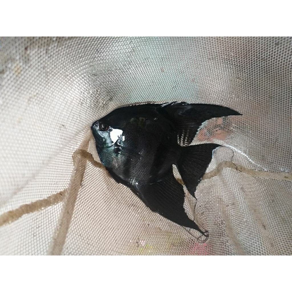 Hiasan Aquarium Ikan Hias Manfish Angel Fish Black Avatar Indukan Dewasa