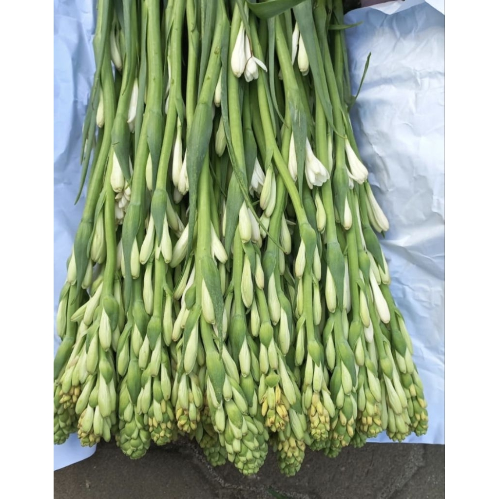 sedap malam /sedap malam bandung/bunga asli/wangi /bunga segar