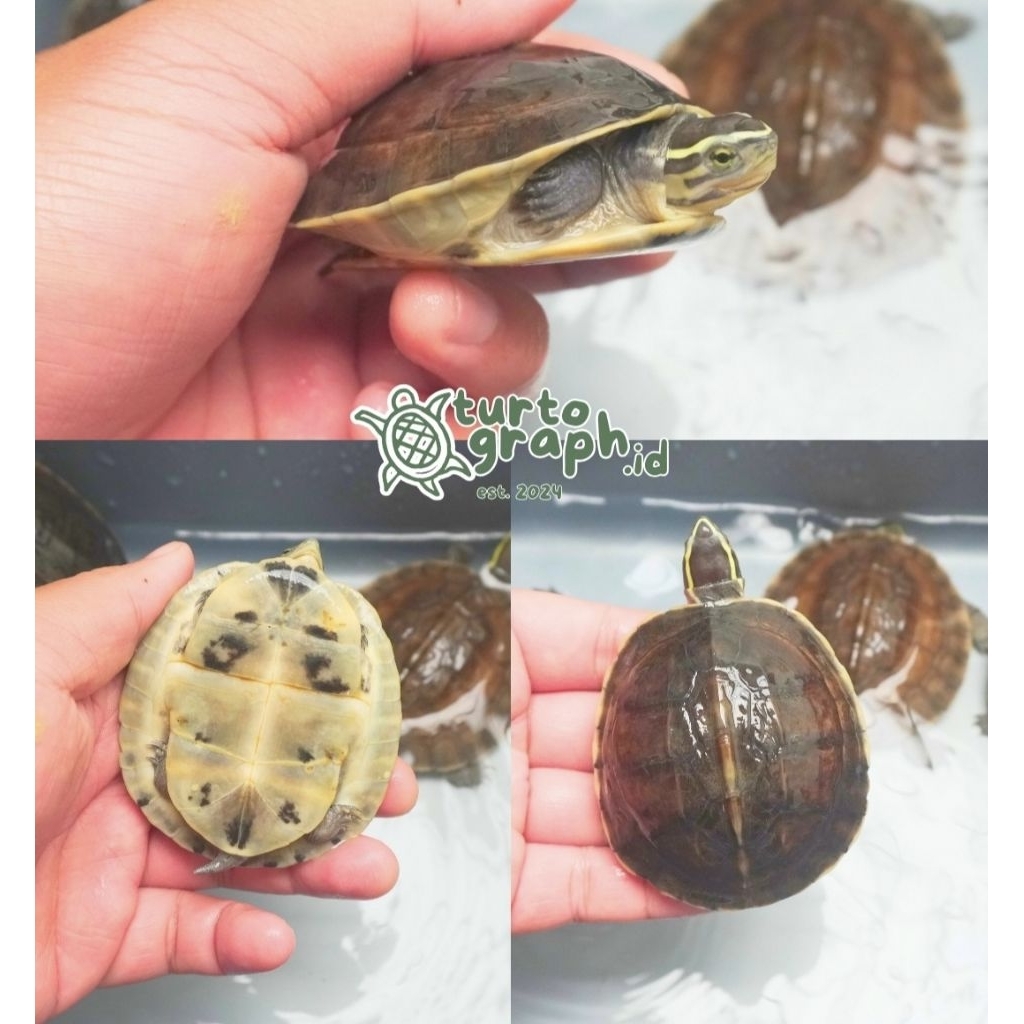 Mainan hiasan kolam‼️Kura Ambon Batok Scub Cerah