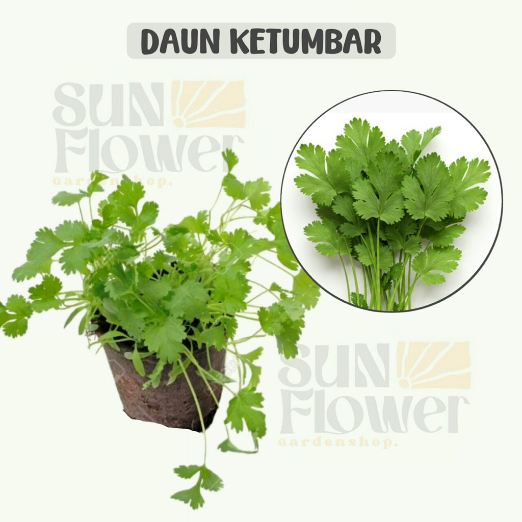 daun ketumbar tanaman hidup