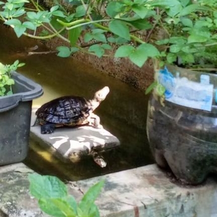 kura kura brazil indukan