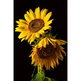 Microphon Kabel Advanced 206 Profesional Dynamic Mic