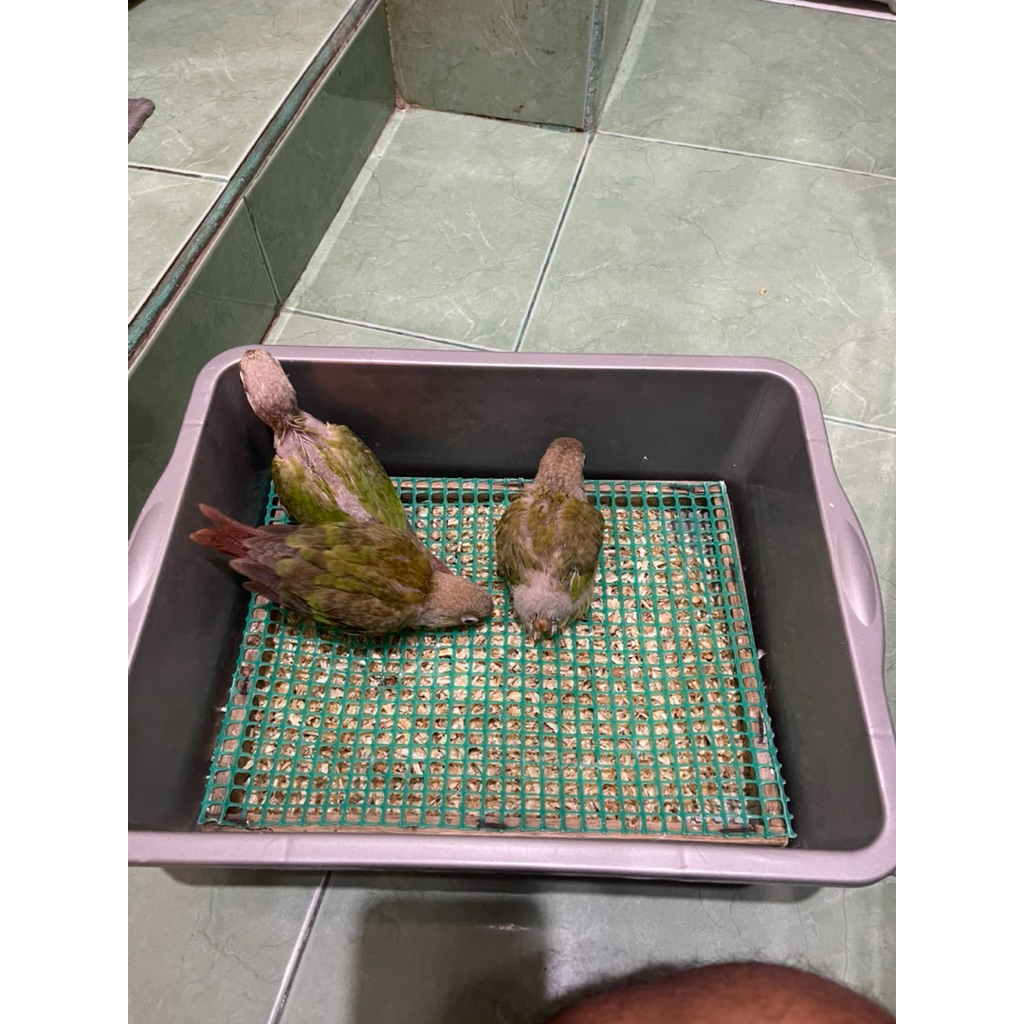 Pineapple conure Red factor/not sun conure/yellow side conure