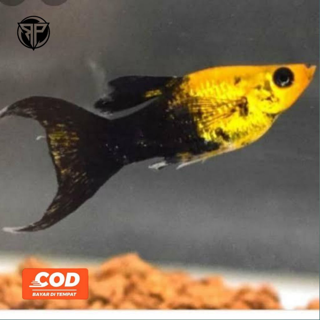 MOLLY Ikan Molly Golden Black Ikan Hias Cantik Ikan Balon Murah Ikan Black Molly Hiasan Aquarium