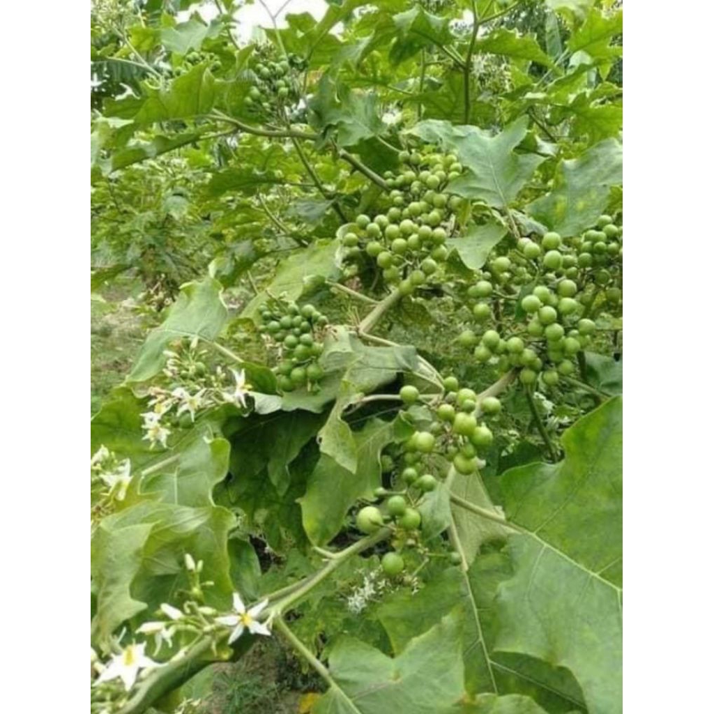 Buah Takokak 500gr/buah teronh pipit/takokak segar