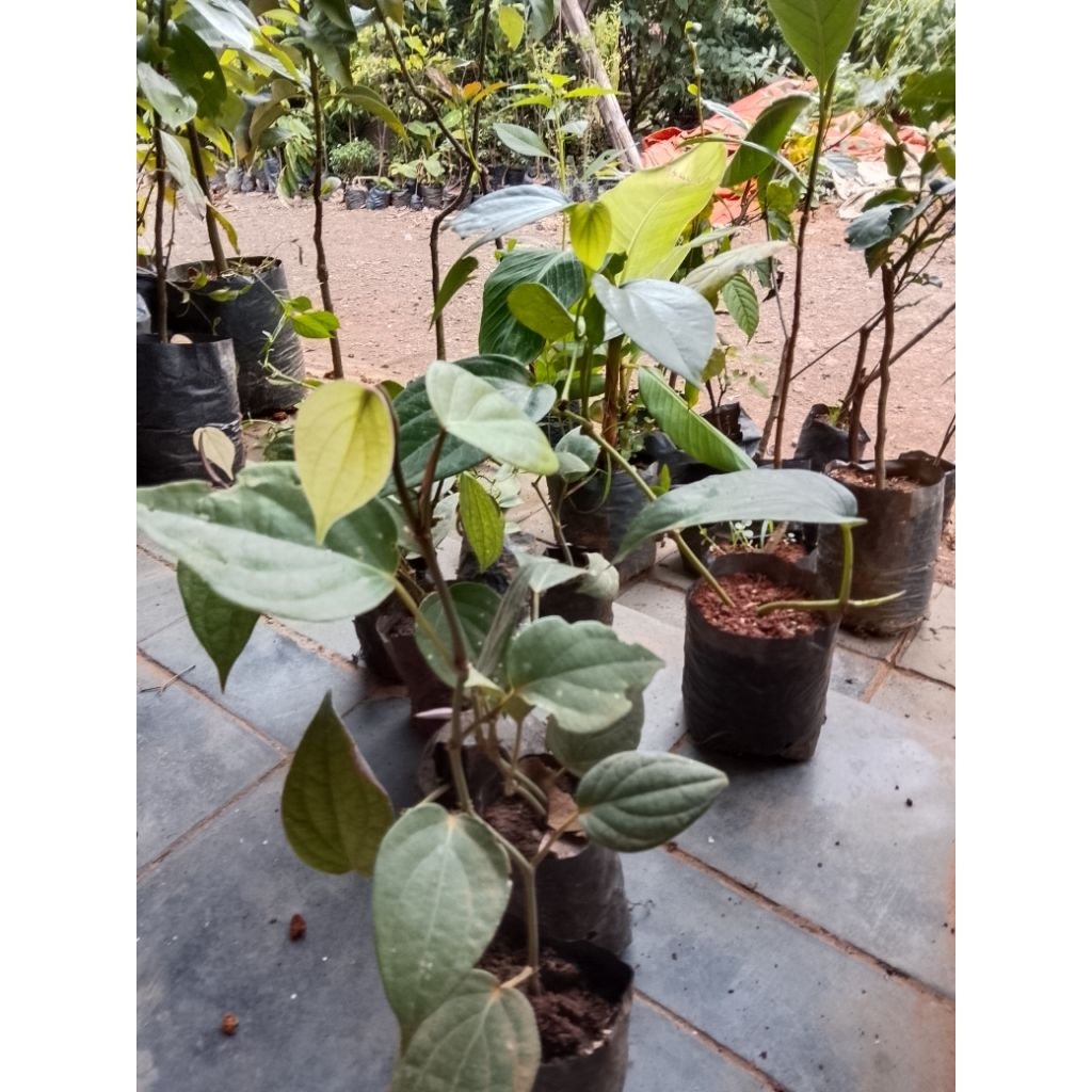 BIBIT POHON MERICA/REMPAH/MERICA