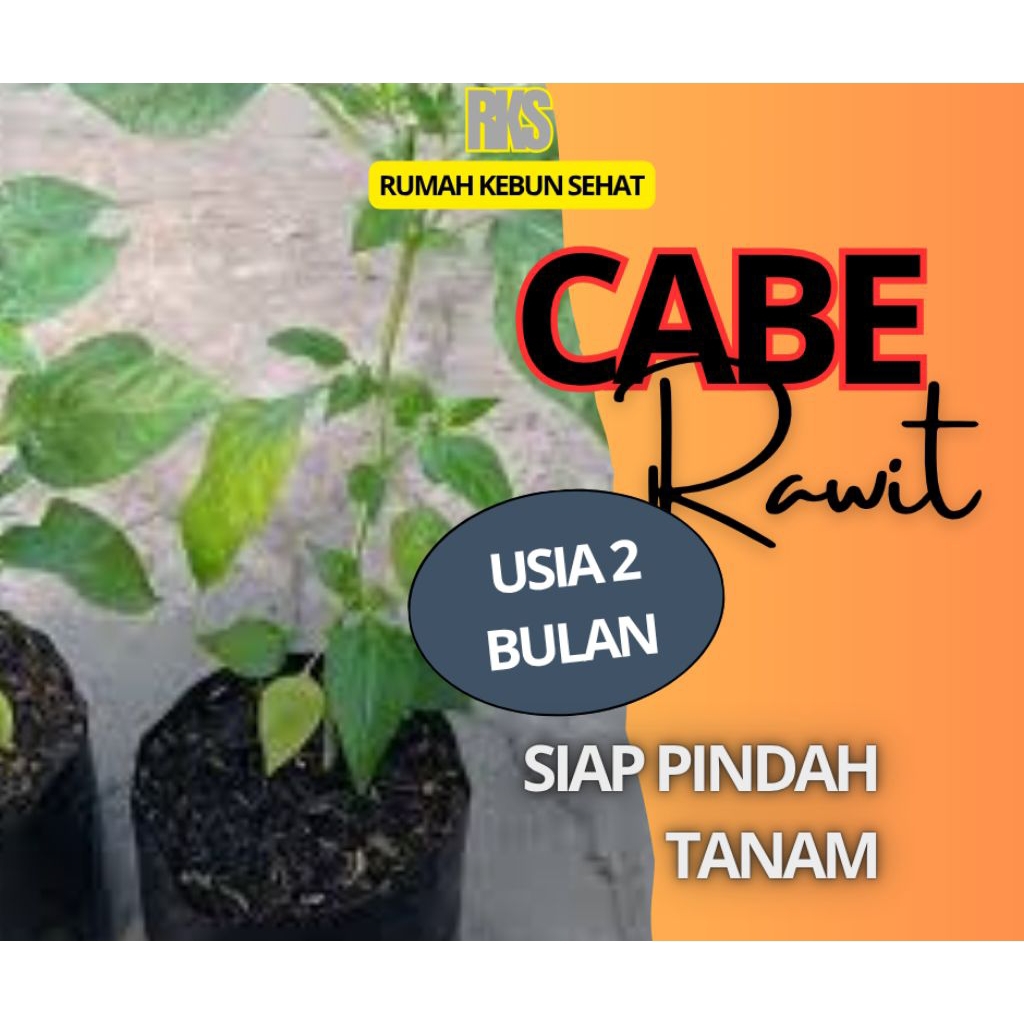 2 Bibit Cabe Rawit usia 2 Bulan