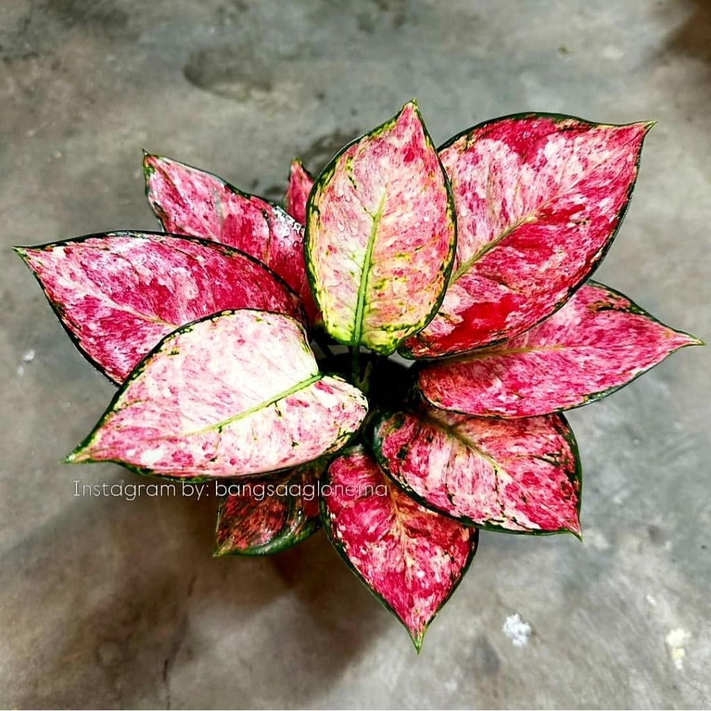 Tanaman Hias Aglonema ZOLINE Bibit Bonggol Berakar Pasti Tumbuh