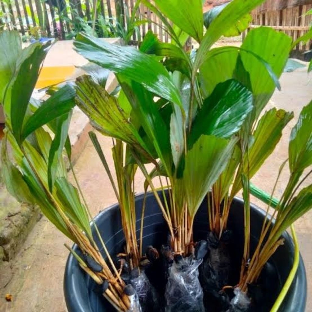 Bibit Pohon Aren / Kawung / Benih pohon Aren lokal Dan Benih Aren Genjah Pohon Aren Untuk Tanaman Hi