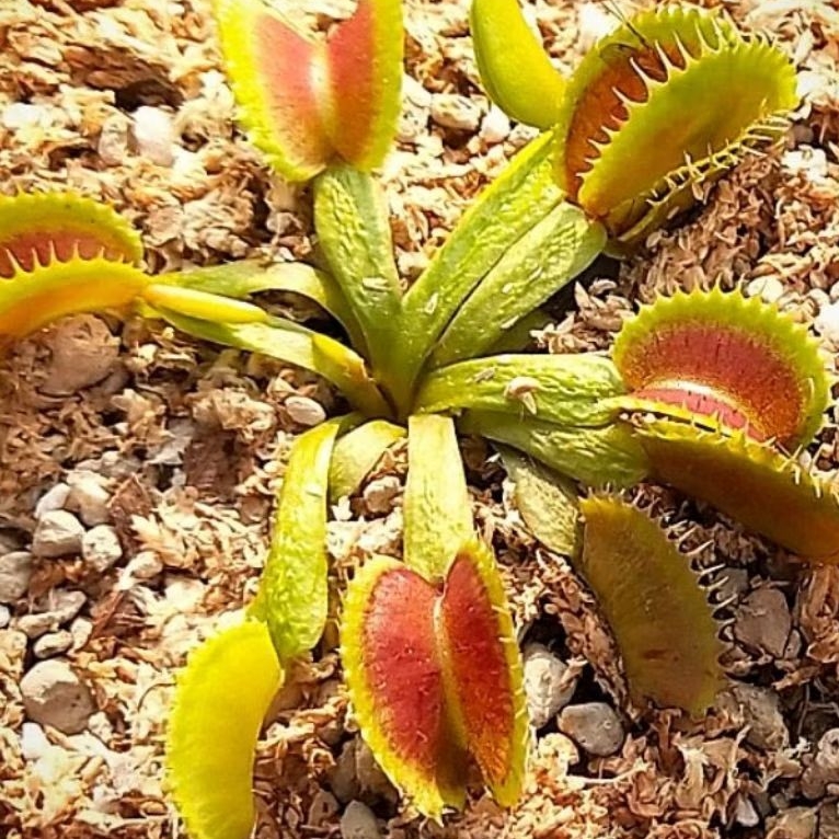 VFT Scally