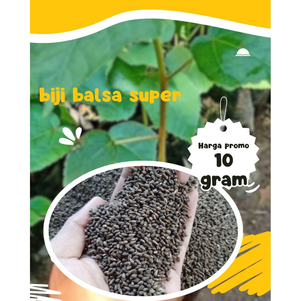 biji balsa super.biji balsa pilihan.biji balsa original.10 gr isi kurang lebih 500-600 biji